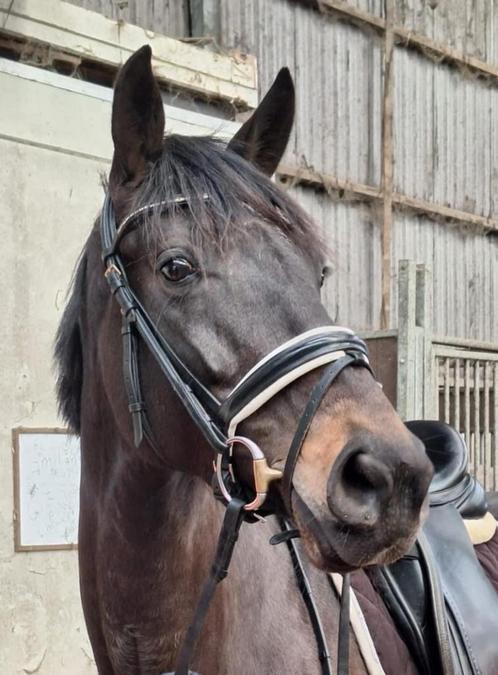 Prachtige merrie van Glamourdale, Dieren en Toebehoren, Paarden, Merrie, M, 7 tot 10 jaar, Dressuurpaard