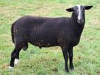 Te koop 1 mooie dekbok, Dieren en Toebehoren, Schapen, Geiten en Varkens, Mannelijk, Schaap