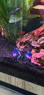 Cherax peacock mannetje en cherax pink purple vrouwtje, Dieren en Toebehoren, Vissen | Aquariumvissen, Vis