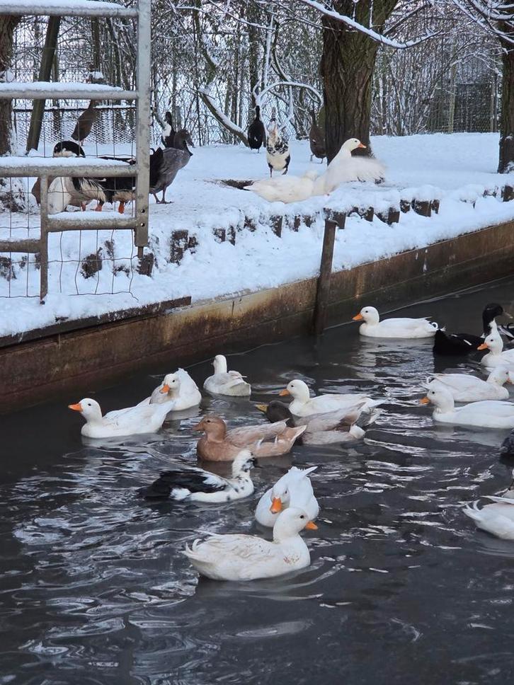 Mooie kwaker eenden, Dieren en Toebehoren, Pluimvee, Eend, Meerdere dieren