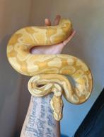 1.0 special banana enchi koningspython python regius, Dieren en Toebehoren, Reptielen en Amfibieën, Slang