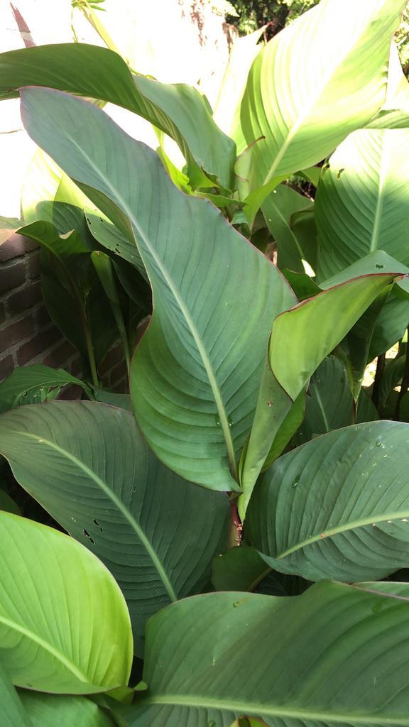 Indisch bloemriet (canna indica), Tuin en Terras, Planten | Tuinplanten, Vaste plant, Overige soorten, Volle zon, Zomer, Ophalen of Verzenden