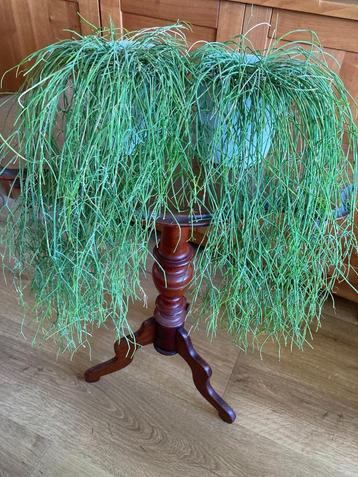 2x Koraalcactus beschikbaar voor biedingen