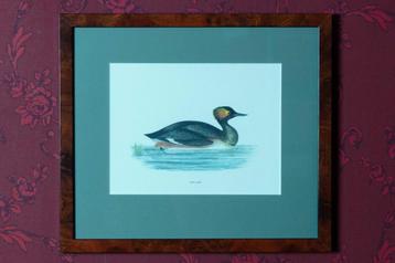 (nr40) Afbeelding in lijst, watervogel "Eared Grebe" beschikbaar voor biedingen