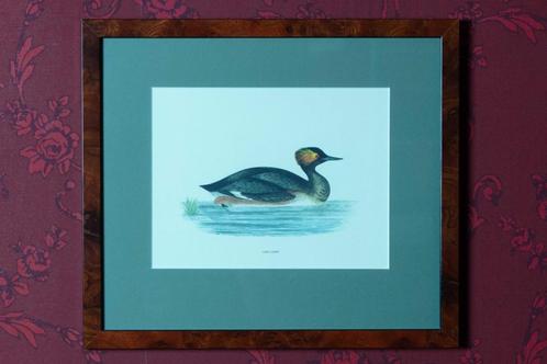 (nr40) Afbeelding in lijst, watervogel "Eared Grebe", Huis en Inrichting, Woonaccessoires | Schilderijen, Tekeningen en Foto's