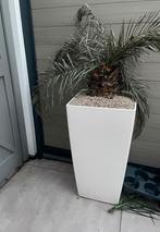 Prachtige nep palm met hige witte pot, Tuin en Terras, Ophalen, Zo goed als nieuw, Rond, Kunststof