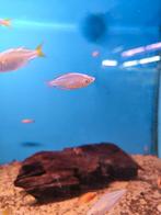 Regenboog diamant zalm desgewenst bezorgd aan huis, Vis