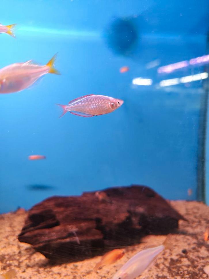 Regenboog diamant zalm desgewenst bezorgd aan huis, Dieren en Toebehoren, Vissen | Aquariumvissen, Vis