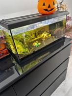 Aquarium, Dieren en Toebehoren, Vissen | Aquaria en Toebehoren, Ophalen, Zo goed als nieuw, Leeg aquarium