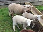 Mooi stel: Schaap met twee ooilammeren, veluws heideschaap, Dieren en Toebehoren, Vrouwelijk, Schaap