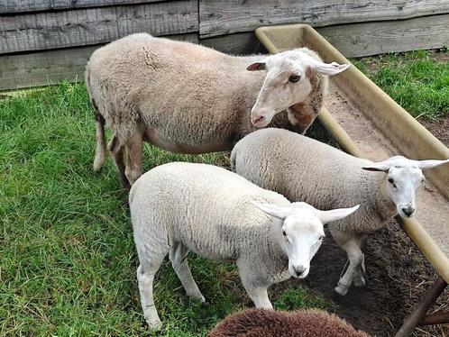 Mooi stel: Schaap met twee ooilammeren, veluws heideschaap, Dieren en Toebehoren, Schapen, Geiten en Varkens, Schaap, Vrouwelijk