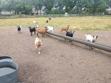 Mooie geitjes  beschikbaar voor biedingen