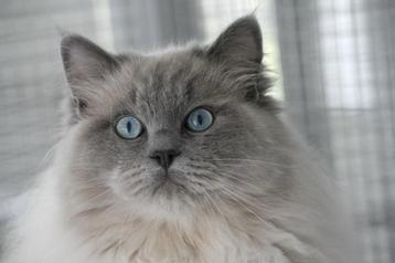 Ter dekking: Ragdoll Blue mink dekkater met stamboom!  beschikbaar voor biedingen