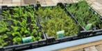 Actie, € 1,50 p.st. Vijverplanten, waterlelies, drijfplanten, Ophalen of Verzenden, Nieuw, Overige typen