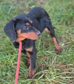 Misty en Sissy zoeken baasje, Dieren en Toebehoren, Honden | Niet-rashonden, Particulier, 15 weken tot 1 jaar, Buitenland, Teef