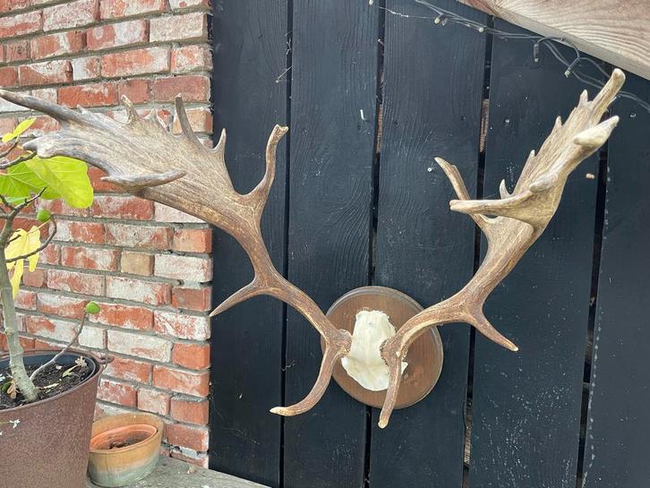 Damhert Gewei , Grote Geweistangen, hertengewei,, Huis en Inrichting, Woonaccessoires | Wanddecoraties, Gebruikt, Ophalen of Verzenden