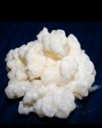 Kefir korrels gegroeid op biologische rauwe melk., Ophalen