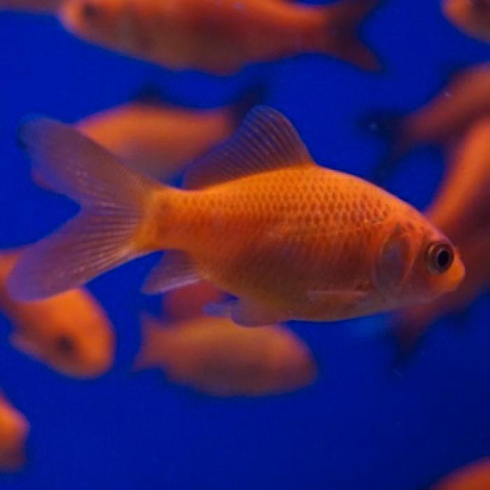 Carrasius auratus, Dieren en Toebehoren, Vissen | Aquariumvissen, Vis