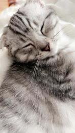 Scottish fold x Britse korthaar, Dieren en Toebehoren, Katten en Kittens | Raskatten | Korthaar, Poes, 0 tot 2 jaar