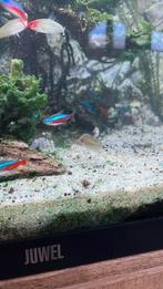 Anatome helena, Dieren en Toebehoren, Slak of Weekdier