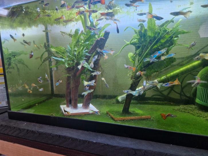 PRIJS VERLAAGD Java varens op hout en verzwaarde voet, Dieren en Toebehoren, Vissen | Aquaria en Toebehoren, Plant(en), Steen of Hout
