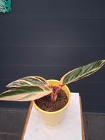 Calathea Stromanthe Triostar in pot, Ophalen
