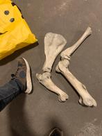 Oude botten,, Dieren en Toebehoren, Parkiet
