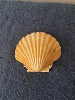 diverse bolle jacobs schelpen 11/12 cm herkomst Noorwegen, Verzenden, Schelp(en)
