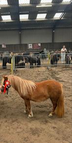 Mooie  nsps mini merrie, Dieren en Toebehoren, Pony's, Merrie, A pony (tot 1.17m), Gechipt, 3 tot 6 jaar