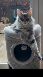 Maine Coon poezen, Dieren en Toebehoren, Katten en Kittens | Raskatten | Langhaar, Meerdere dieren, Met stamboom, 3 tot 5 jaar