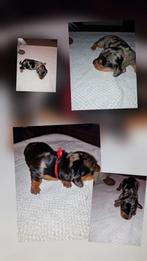 Mooie teckelpups, Dieren en Toebehoren, Honden | Teckels en Dashonden, Rabiës (hondsdolheid), 8 tot 15 weken, Korthaar, Dwerg
