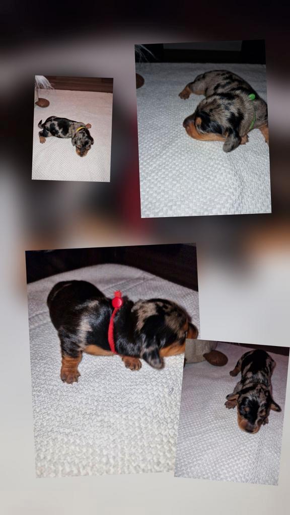 Mooie teckelpups, Dieren en Toebehoren, Honden | Teckels en Dashonden, Meerdere dieren, Korthaar, Dwerg, Particulier, Meerdere