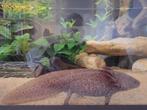Te koop of te ruil: mooie axolotl vrouw, Dieren en Toebehoren, Amfibie, 0 tot 2 jaar