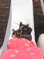 Boerderij kittens, jonge poesjes, Dieren en Toebehoren, Meerdere dieren