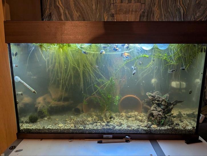 Aquarium Juwel 150L, Dieren en Toebehoren, Vissen | Aquaria en Toebehoren, Zo goed als nieuw, Gevuld zoetwateraquarium, Ophalen