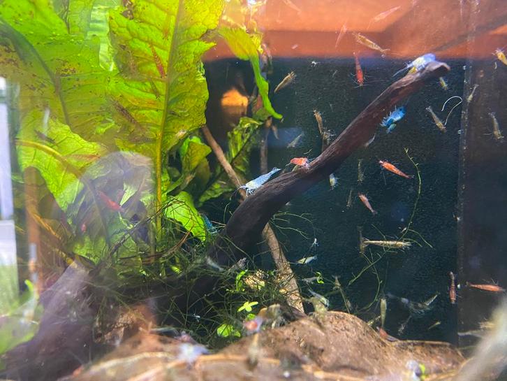 Garnalen mix, Dieren en Toebehoren, Vissen | Aquariumvissen, Zoetwatervis, Kreeft, Krab of Garnaal, Schoolvis