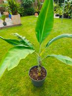 Musa florida, Tuin en Terras, Planten | Tuinplanten, Ophalen, Zomer, Volle zon