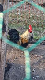 Raszuiver Chabo haantje, Mannelijk, Kip