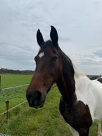 Weide maatje gezocht., Dieren en Toebehoren, Stalling en Weidegang, 1 paard of pony