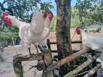Poule de Bresse hanen, Dieren en Toebehoren, Pluimvee, Mannelijk, Kip