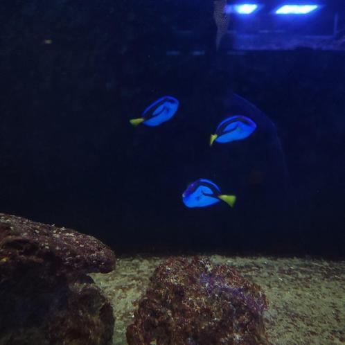 Picasso doktersvis - Paracanthurus hepatus, Dieren en Toebehoren, Vissen | Aquariumvissen, Zoutwatervis, Vis