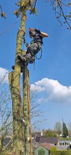 bomen rooien/kappen en snoeien, Tuin en Terras, Planten | Bomen, Ophalen, Volle zon, Overige soorten