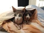 SPHYNX GEZOCHT, Dieren en Toebehoren, Katten en Kittens | Raskatten | Korthaar, Meerdere dieren, 6 jaar of ouder