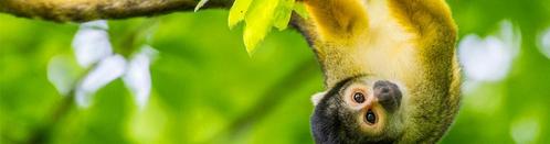 Ticket Apenheul (2p.), Tickets en Kaartjes, Recreatie | Dierentuinen, Drie personen of meer