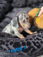kaninchen teckels, Dieren en Toebehoren, Honden | Teckels en Dashonden, Kaninchen, CDV (hondenziekte), 8 tot 15 weken, Korthaar