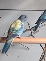 Te koop div Splendid parkieten, Dieren en Toebehoren, Vogels | Parkieten en Papegaaien, Meerdere dieren, Parkiet