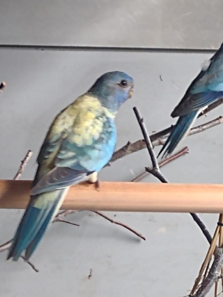 Te koop div Splendid parkieten, Dieren en Toebehoren, Vogels | Parkieten en Papegaaien, Parkiet, Meerdere dieren