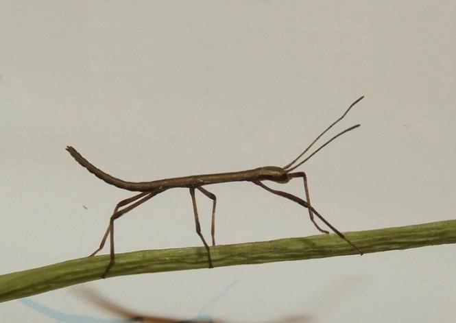 Gratis Indische wandelende takken - baby takjes nimfen tak, Dieren en Toebehoren, Insecten en Spinnen, Wandelende tak