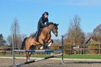 5 jarige knappe allrounder v Comfortuna, Dieren en Toebehoren, Paarden, Merrie, Gechipt, Dressuurpaard, 3 tot 6 jaar