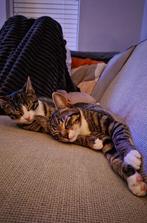 Katers 6 maand, Dieren en Toebehoren, Katten en Kittens | Overige Katten, Kater